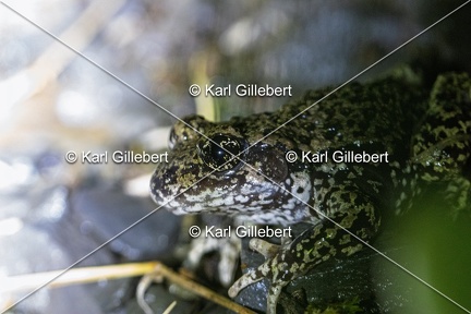 Karl-Gillebert-alyte-accoucheur-alytes-obstetricans-4574