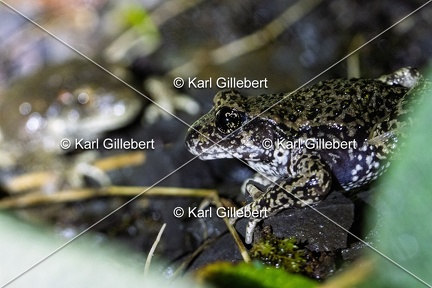 Karl-Gillebert-alyte-accoucheur-alytes-obstetricans-4576