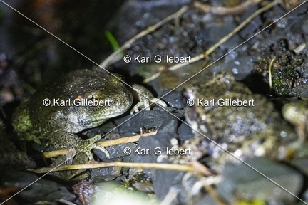 Karl-Gillebert-alyte-accoucheur-alytes-obstetricans-4589