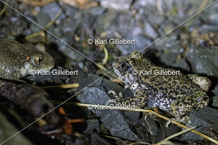 Karl-Gillebert-alyte-accoucheur-alytes-obstetricans-4595