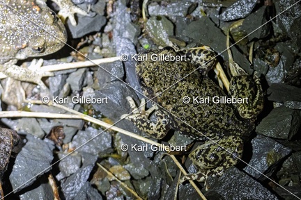 Karl-Gillebert-alyte-accoucheur-alytes-obstetricans-4602