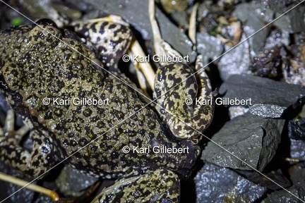 Karl-Gillebert-alyte-accoucheur-alytes-obstetricans-4624