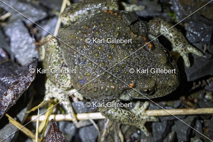 Karl-Gillebert-alyte-accoucheur-alytes-obstetricans-4625