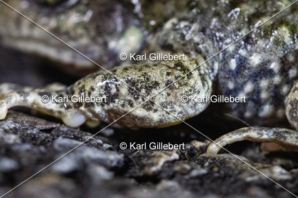 Karl-Gillebert-alyte-accoucheur-alytes-obstetricans-4508