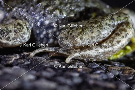 Karl-Gillebert-alyte-accoucheur-alytes-obstetricans-4513