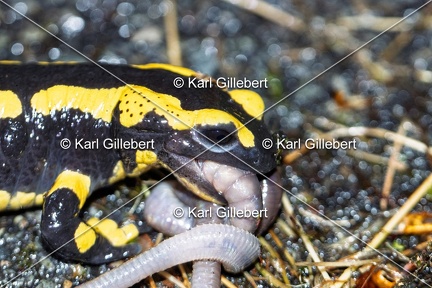 Karl-Gillebert-salamandre-tachetee-salamandra-salamandra-5091
