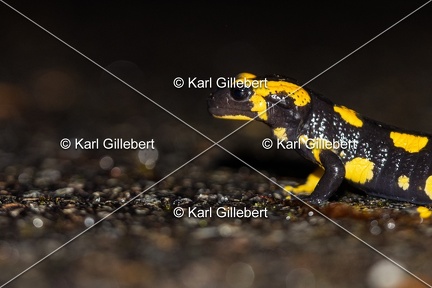 Karl-Gillebert-salamandre-tachetee-salamandra-salamandra-5022