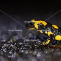 Karl-Gillebert-salamandre-tachetee-salamandra-salamandra-5024