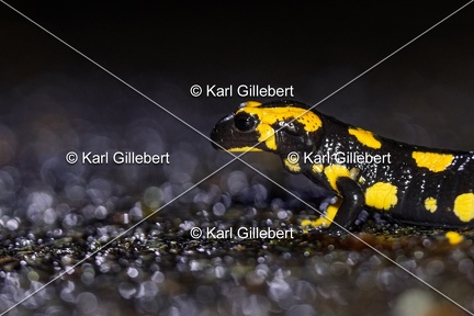 Karl-Gillebert-salamandre-tachetee-salamandra-salamandra-5024