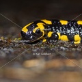Karl-Gillebert-salamandre-tachetee-salamandra-salamandra-5040