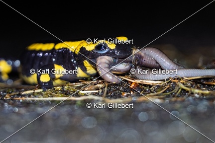Karl-Gillebert-salamandre-tachetee-salamandra-salamandra-5078