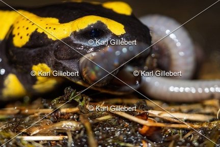 Karl-Gillebert-salamandre-tachetee-salamandra-salamandra-5079