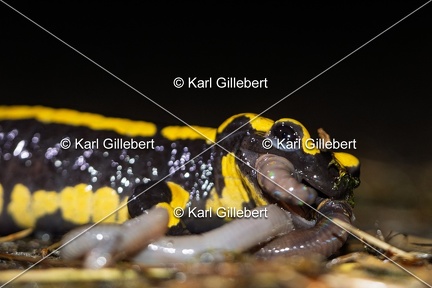 Karl-Gillebert-salamandre-tachetee-salamandra-salamandra-5088