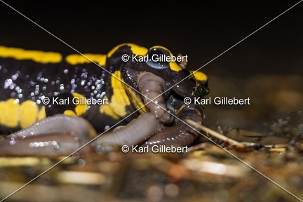 Karl-Gillebert-salamandre-tachetee-salamandra-salamandra-5090