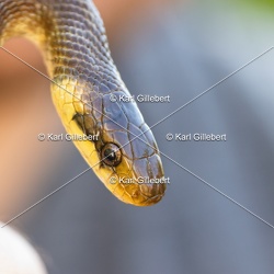 Couleuvre d'Esculape - Zamenis longissimus