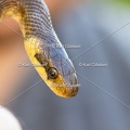 Karl-Gillebert-Couleuvre-d-Esculape-Zamenis-longissimus-7436-DeNoiseAI-clear