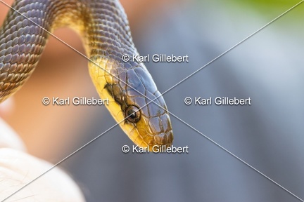 Karl-Gillebert-Couleuvre-d-Esculape-Zamenis-longissimus-7436-DeNoiseAI-clear