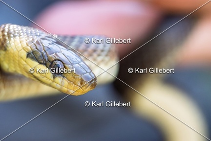 Karl-Gillebert-Couleuvre-d-Esculape-Zamenis-longissimus-7439-DeNoiseAI-clear