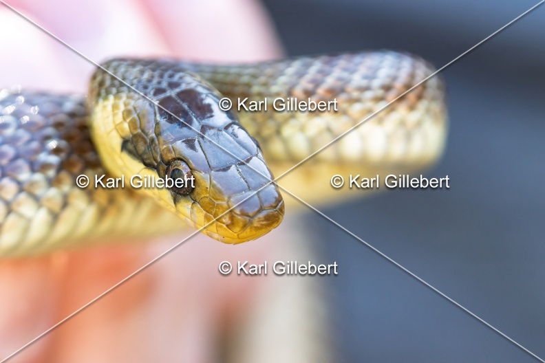 Karl-Gillebert-Couleuvre-d-Esculape-Zamenis-longissimus-7447-DeNoiseAI-clear.jpg