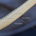 Karl-Gillebert-Couleuvre-d-Esculape-Zamenis-longissimus-7449-DeNoiseAI-clear