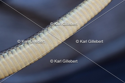 Karl-Gillebert-Couleuvre-d-Esculape-Zamenis-longissimus-7449-DeNoiseAI-clear