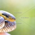 Karl-Gillebert-Couleuvre-d-Esculape-Zamenis-longissimus-7469-DeNoiseAI-clear