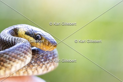 Karl-Gillebert-Couleuvre-d-Esculape-Zamenis-longissimus-7469-DeNoiseAI-clear