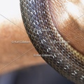 Karl-Gillebert-Couleuvre-d-Esculape-Zamenis-longissimus-7361-DeNoiseAI-clear