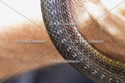 Karl-Gillebert-Couleuvre-d-Esculape-Zamenis-longissimus-7361-DeNoiseAI-clear