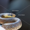 Karl-Gillebert-Couleuvre-d-Esculape-Zamenis-longissimus-7371-DeNoiseAI-clear