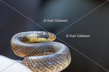 Karl-Gillebert-Couleuvre-d-Esculape-Zamenis-longissimus-7371-DeNoiseAI-clear