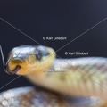Karl-Gillebert-Couleuvre-d-Esculape-Zamenis-longissimus-7374-DeNoiseAI-clear