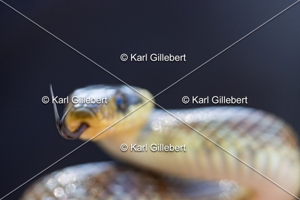 Karl-Gillebert-Couleuvre-d-Esculape-Zamenis-longissimus-7374-DeNoiseAI-clear