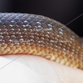 Karl-Gillebert-Couleuvre-d-Esculape-Zamenis-longissimus-7385-DeNoiseAI-clear