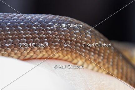 Karl-Gillebert-Couleuvre-d-Esculape-Zamenis-longissimus-7385-DeNoiseAI-clear