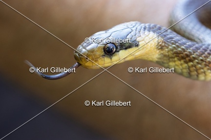 Karl-Gillebert-Couleuvre-d-Esculape-Zamenis-longissimus-7395-DeNoiseAI-clear