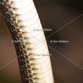 Karl-Gillebert-Couleuvre-d-Esculape-Zamenis-longissimus-7413-DeNoiseAI-clear