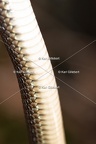 Karl-Gillebert-Couleuvre-d-Esculape-Zamenis-longissimus-7413-DeNoiseAI-clear