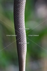 Karl-Gillebert-Couleuvre-d-Esculape-Zamenis-longissimus-7419-DeNoiseAI-clear