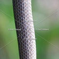 Karl-Gillebert-Couleuvre-d-Esculape-Zamenis-longissimus-7421-DeNoiseAI-clear