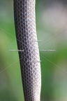 Karl-Gillebert-Couleuvre-d-Esculape-Zamenis-longissimus-7421-DeNoiseAI-clear