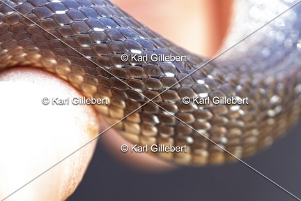 Karl-Gillebert-Couleuvre-d-Esculape-Zamenis-longissimus-7423-DeNoiseAI-clear