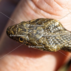 Couleuvre vipérine - Natrix maura