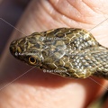 Karl-Gillebert-Couleuvre-viperine-Natrix-maura-7285