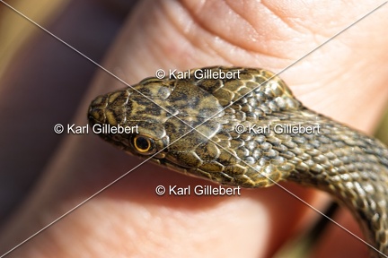 Karl-Gillebert-Couleuvre-viperine-Natrix-maura-7285