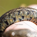 Karl-Gillebert-Couleuvre-viperine-Natrix-maura-7286