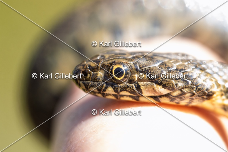 Karl-Gillebert-Couleuvre-viperine-Natrix-maura-7291.jpg