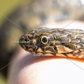 Karl-Gillebert-Couleuvre-viperine-Natrix-maura-7291