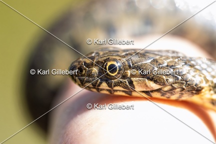 Karl-Gillebert-Couleuvre-viperine-Natrix-maura-7291
