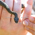 Karl-Gillebert-Couleuvre-viperine-Natrix-maura-7253